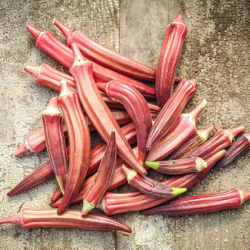 Jing Orange Okra Seeds Organic (Abelmoschus esculentus) – Vibrant orange pods, tender and perfect for warm climates, known as Orange Okra