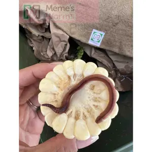 Pure European Nightcrawler Composting Worms (SC)