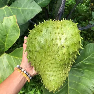10pcsPremium Quality 9+ Soursop Heirloom See.ds for Exotic Fruit Garden Lovers - Non-gmo See.ds for Unique Tropical Experience