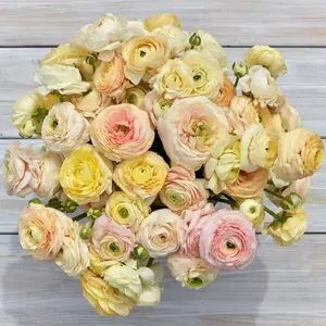 (10) Wedding Pastel Mix Ranunculus Corms Bulbs Tubers Spring Garden Flowers