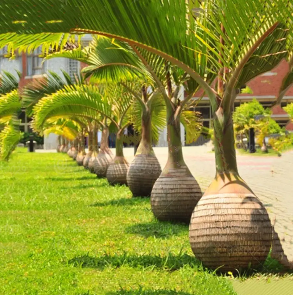 RARE LIVE PLANT 3ft Bottle palm - Hyophorbe lagenicaulis -  Gargoulette Tree