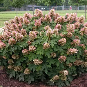 Live Munchkin Oakleaf Hydrangea Plant – 6-12" Tall – Quart Pot – Dwarf Flowering Shrub – No Ship to AK, HI & P.R.