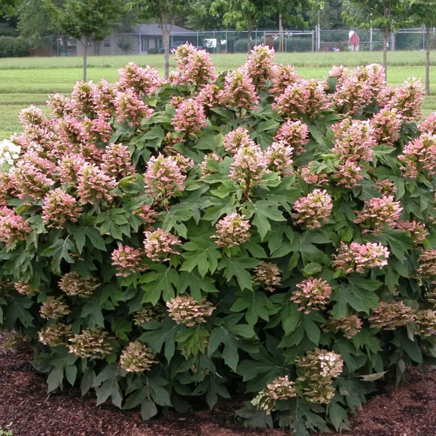 Live Munchkin Oakleaf Hydrangea Plant – 6-12" Tall – Quart Pot – Dwarf Flowering Shrub – No Ship to AK, HI & P.R.