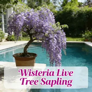 Wisteria seedlings, climbing Wisteria, suitable for gardens, easy to climb, garden flower wall scene, blooming green plants