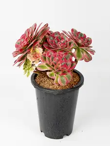 7” Rare Indoor Aeonium Mardi Gras Tricolor Variegated Colorful Succulent live Plants Collection For  gift