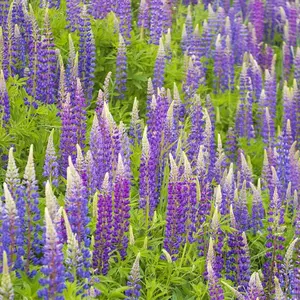 10,000 Lupine Seeds Lupin Bluebonnet Seeds - Premium Flower Seeds - Perennial Showy Wonderful Garden Flower Plants
