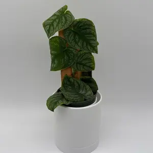 Monstera Dubia pole 4" pot Tropical House Plant - Brighten Your Home Decor with Unique Leaves