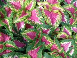 Wizard Series Rose Coleus - 10 seeds