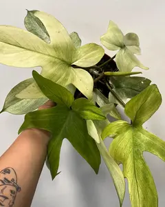 Philodendron Florida Ghost Mint - Rare Aroid - Live Houseplant in 4” Pot