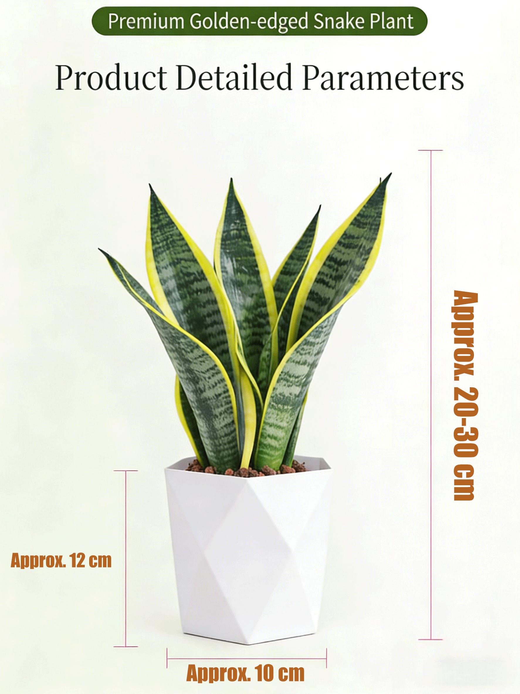 Costa Farms Snake Plant, a live plant with a decorative pot, easy to care for, air-purifying succulent houseplant, perfect for home, room, or office decor, 7-11 inches tall. Costa Farms Snake Plant, a live plant with a decorative pot, easy to care for, air-purifying succulent houseplant, perfect for home, room, or office decor, 7-11 inches tall.
