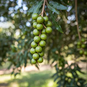 Seeds in a Cup |Macadamia Nut Tree Growing Kit – Grow Your Own Majestic Macadamia Nut Tree at Home!