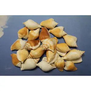 20-Whole CANARIUM Seashell,Beach Decor,Craft Supply,Wedding Accents,Pour Resin Crafts, SS-290