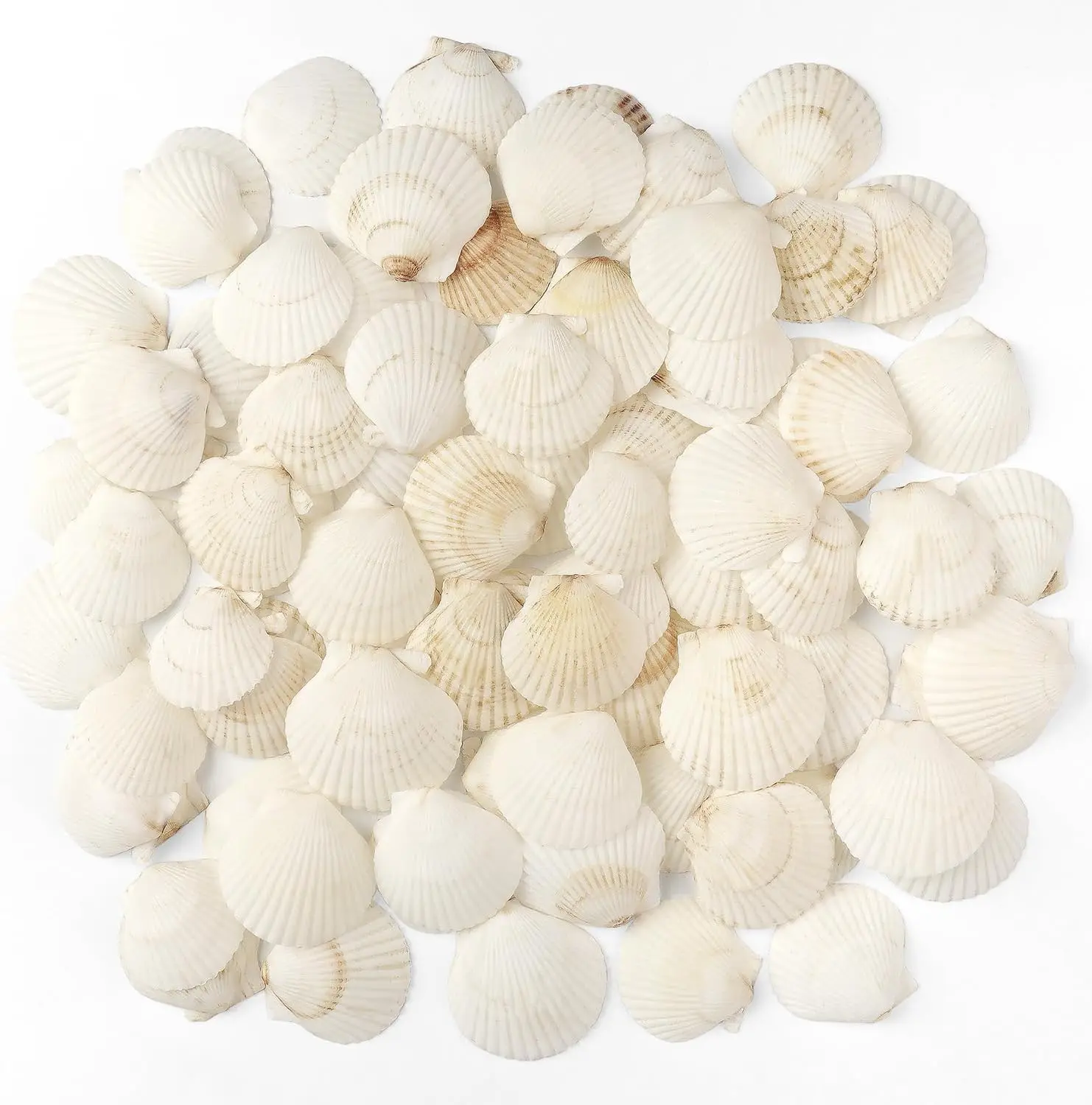 48 PCS Scallop Shells Natural Seashell, 1.5" to 2" White Scallop Shells Small Seashells for Crafts Wedding Decor Beach Theme Party, Fish Tank and Vase Filler