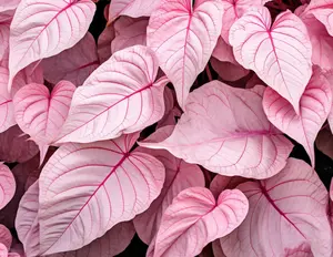 2 Pinky Swear Caladium Bulbs for Planting - Perennial Hosta, Elephant Ears, Fancy (2 Bulbs)