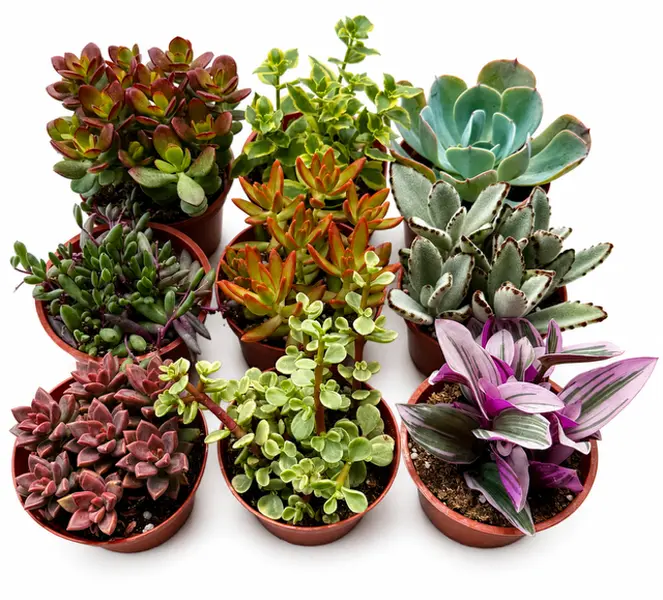 Mystery Succulent Garden Kit - 9-Piece 4 in Live Succulents for Home Improvement, Outdoor/Indoor Garden