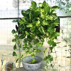 LZ02 Live Stream Exclusive Link Trailing Golden Pothos 6” Pot | Distinct Green-Yellow Leaf Marks | Beginner-Friendly Live Plant for Daily Decor