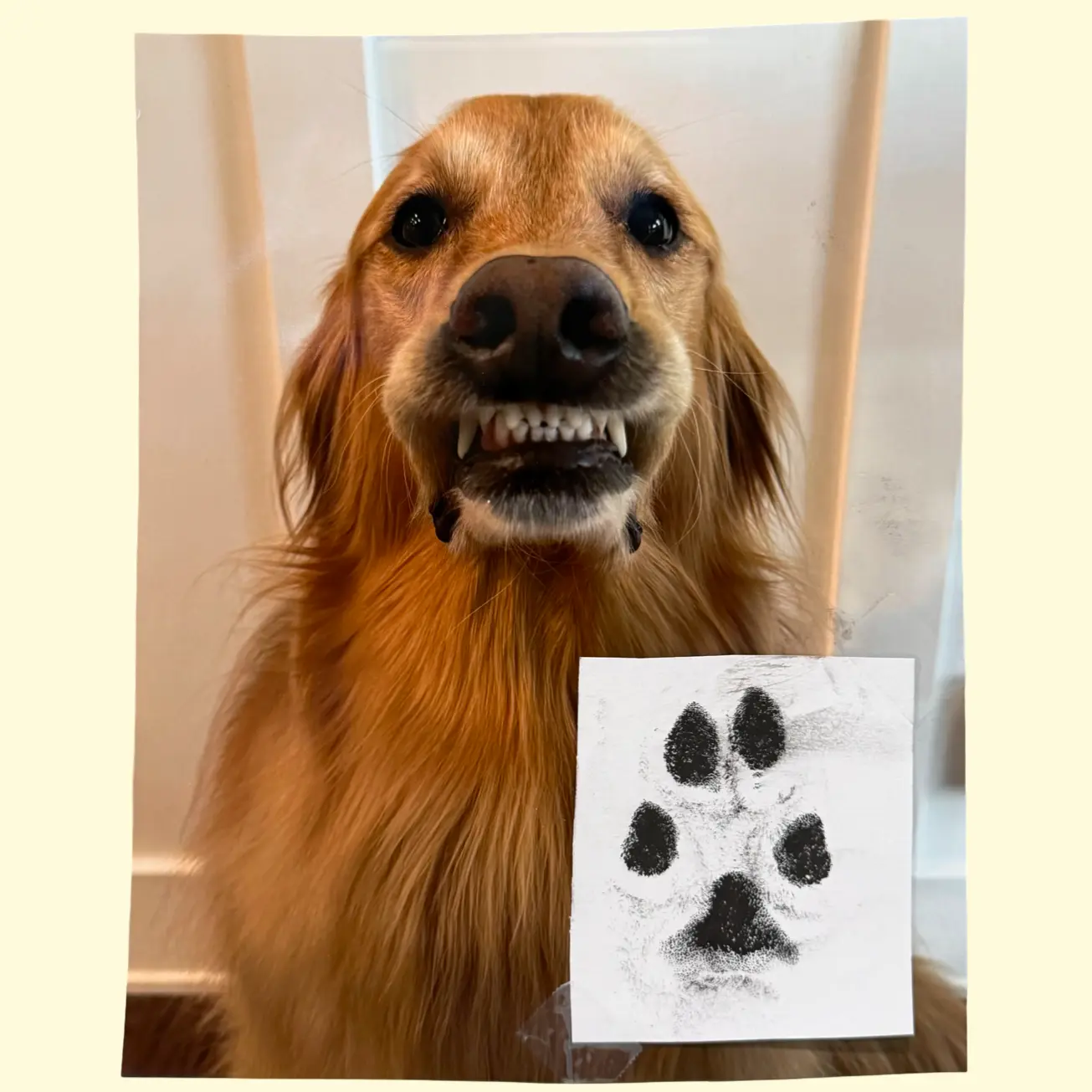 Teddy “Pawtographed” 8x10 Print. (Read Description)