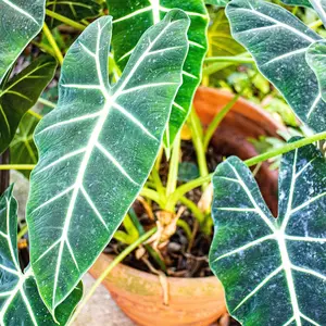 Frydek Elephant Ear Live Plant - Alocasia