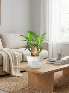 Brazilian Wood Plant Lucky Tree Fortune Brazil Hydroponic Potted Decor with Tray Mini for Desktop Easy Care Good Luck Gift
