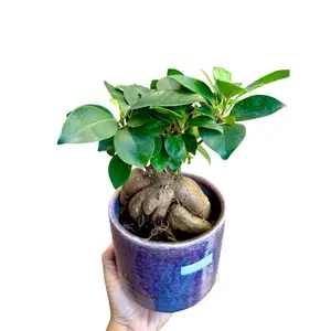 Ficus Ginseng Bonsai plant 4" | Low light  gift-Plant| Lucky tree office plant