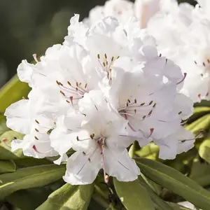 Rhododendron, Azalea, FlorAmore® 'White' - 3 Gallon Pot