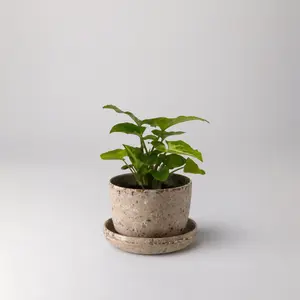 Coffee Bean Husk Mini Planter