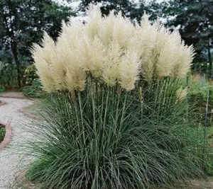 White Pampas Grass ( cortaderia selloana )