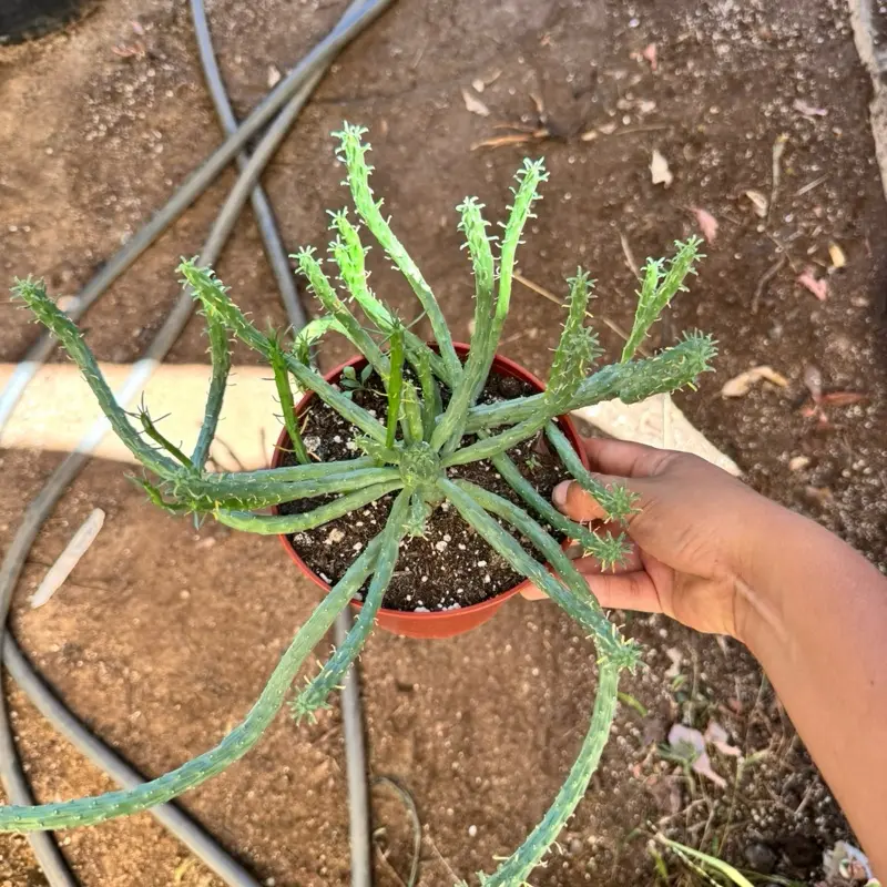 Euphorbia Inermis 6 inch pot Succulent