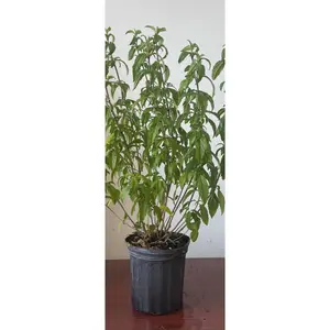 Planta Amansa Guapo