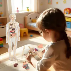 30-Piece Human Anatomy Model Collection Set, Detachable Skeleton & Complete Torso, Educational Kit with Removable Organs, Display Models