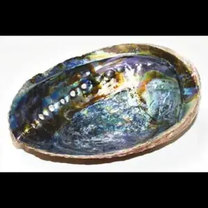 🐚✨ 5"–6" Abalone Shell Incense Burner (A Quality) – Beauty, Cleansing and Ocean Magic 🌊
