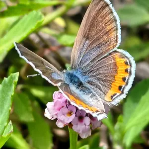 Blue Skipper Butterfly Print