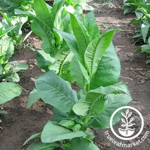 Tobacco Seeds - Southern Beauty