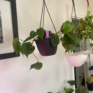Heartleaf philodendron hanging plant