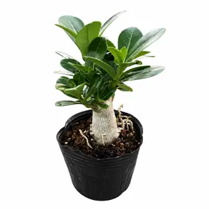 Live Adenium Obesum Starter Plant - Drought Tolerant Desert Rose - Easy Grow Indoor Succulent Live Plant Easy Care Low Maintenance / Drought Tolerant