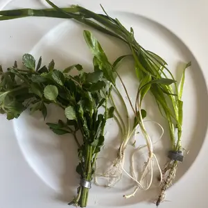 Aquarium Plant Bundle for Sand Substrate - Vallisneria, Stem Plants, Crypts - Easy, Low Maintenance