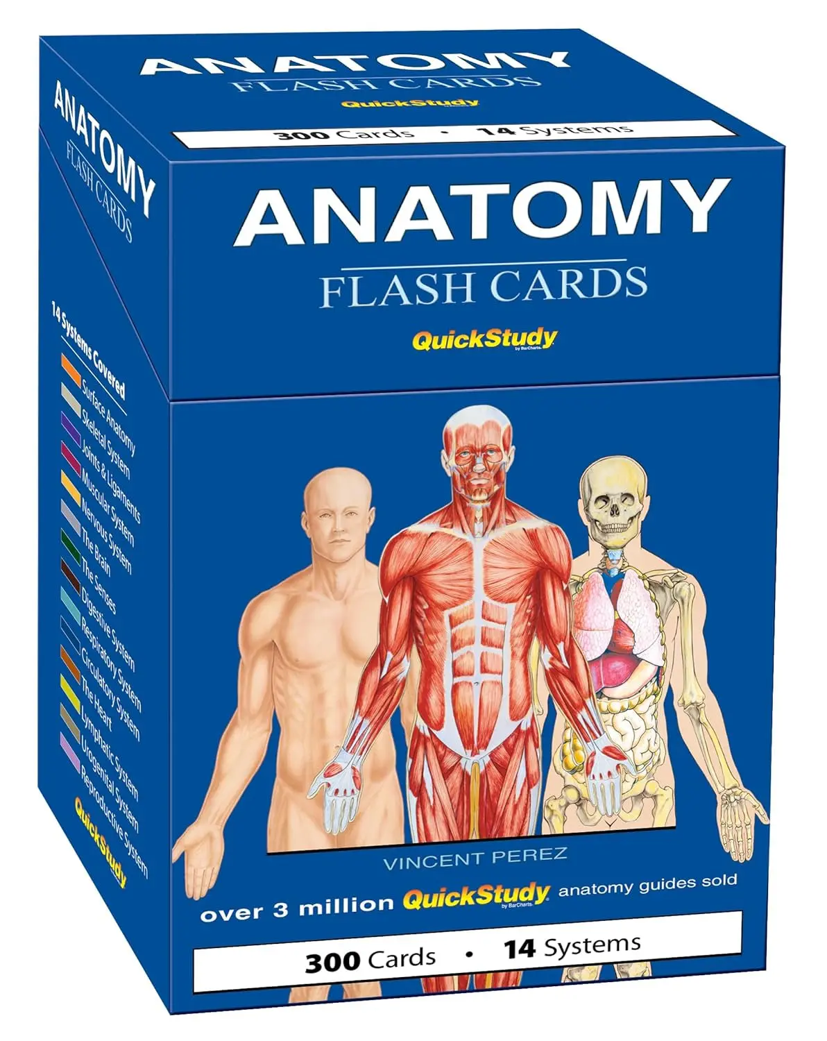 QuickStudy Anatomy Flash Cards - 300 Colorful Cards with Detailed Illustrations for 14 Human Body Systems - Best Selling Medical Study Tool / Flashcards For Studying