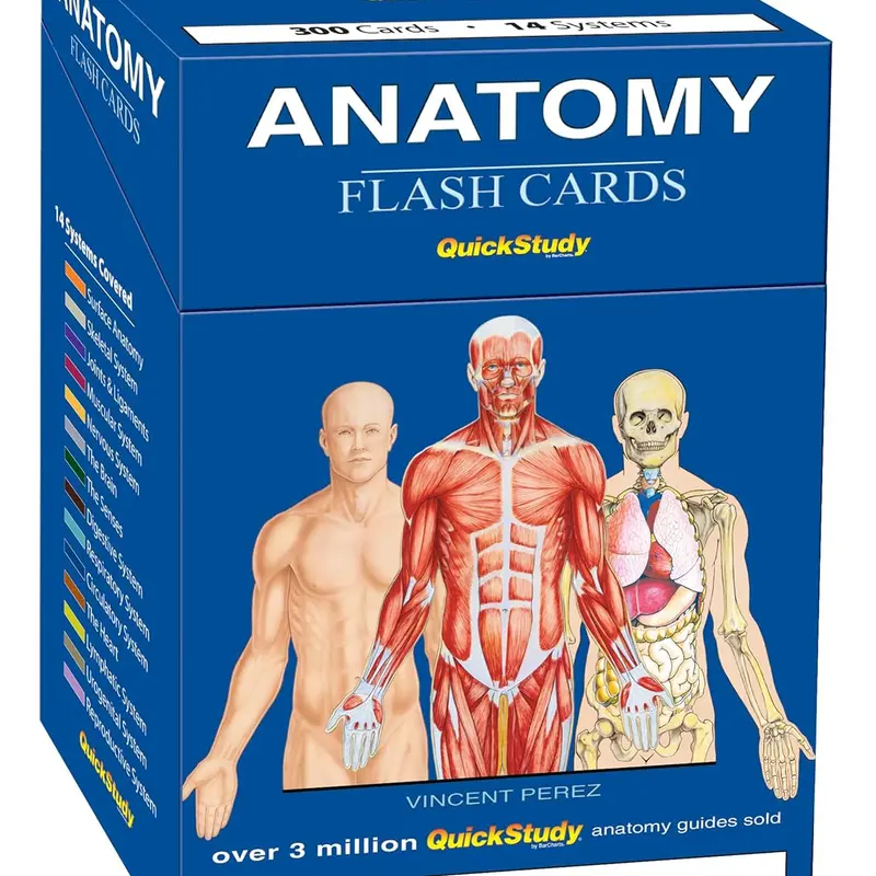 QuickStudy Anatomy Learning Flash Cards - 300 Colorful Cards with Detailed Illustrations for 14 Human Body Systems, Master Anatomy Study Tool for Flashcards for Studying