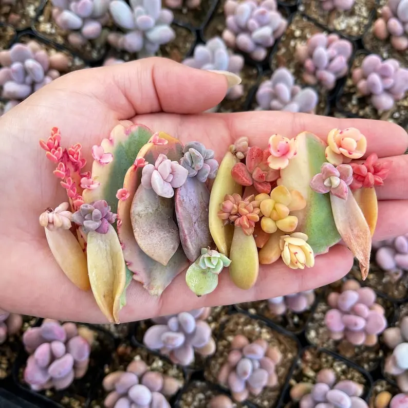 25 Succulent Leaves for Propagating, variety of different succulent leaves