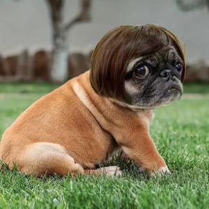 cute short hair wig pet headband, funny pet wig hair accessories for dogs & cats, valentine's day gift