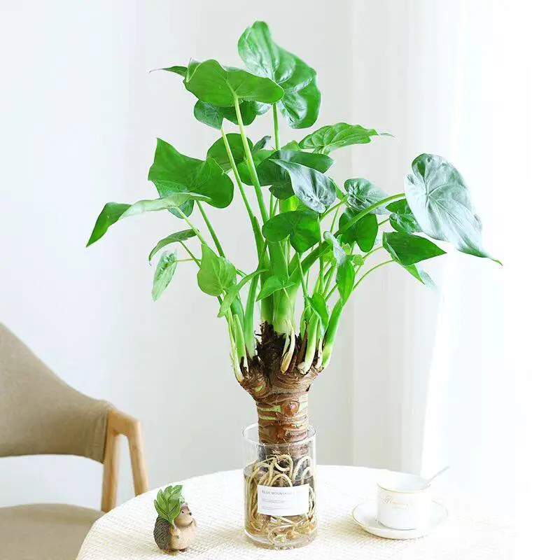 Alocasia Macrorrhizos Live Plant - Easy-Care Indoor Use Room Enhancer, Partial Sun Tolerant, Modern Jungle Home Decor, Nursery Fresh for Plant Enthusiasts
