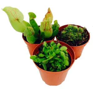 Carnivorous Terrarium Plants - 2" Pots - Assortment of 3 Different Plants
