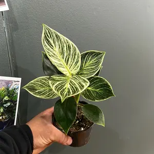 Birkin 4 Inch Plant Pot