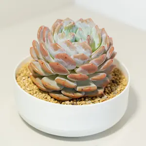 Live Single-Head Big Monroe Echeveria Succulent, Well Rooted Vibrant Orange Rosette with Thick Fleshy Leaves, Low Maintenance Beginner Friendly Indoor Desktop Decor