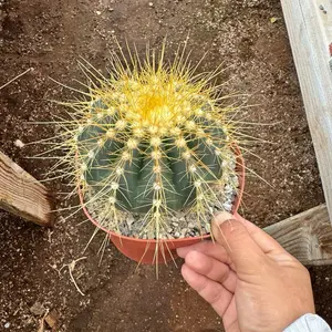Buiningia brevicylindrica Cactus 6 inch pot