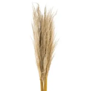 Pampas Grass Dried Natural 100cm - 5 Stem Bunch