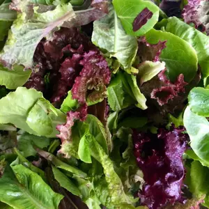 Gourmet Mix Lettuce (Lactuca sativa) – Organic, vibrant blend of tender, flavorful lettuce varieties, perfect for salads, cut-and-come-again harvesting, and home gardens.