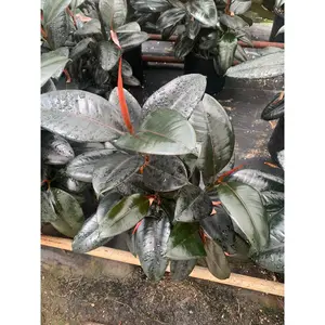 Rubber Plant - Live Plant in a 6 Inch Pot - Ficus Elastica “Burgundy” - Beautiful Easy Care Air Purifying Indoor Houseplant