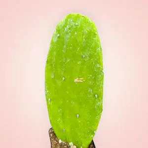 Opuntia 'Emerald Wave' Cactus