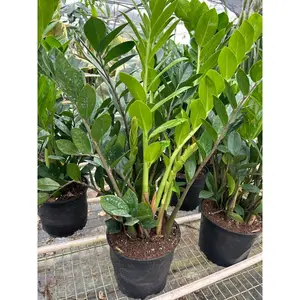 ZZ (Zamioculcas Zamiifolia) Plant